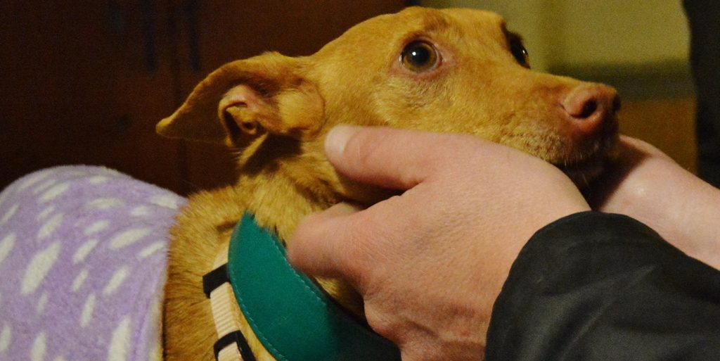 Ők azok a spanyol agarak, akiket magyar állatvédők mentettek meg a haláltól