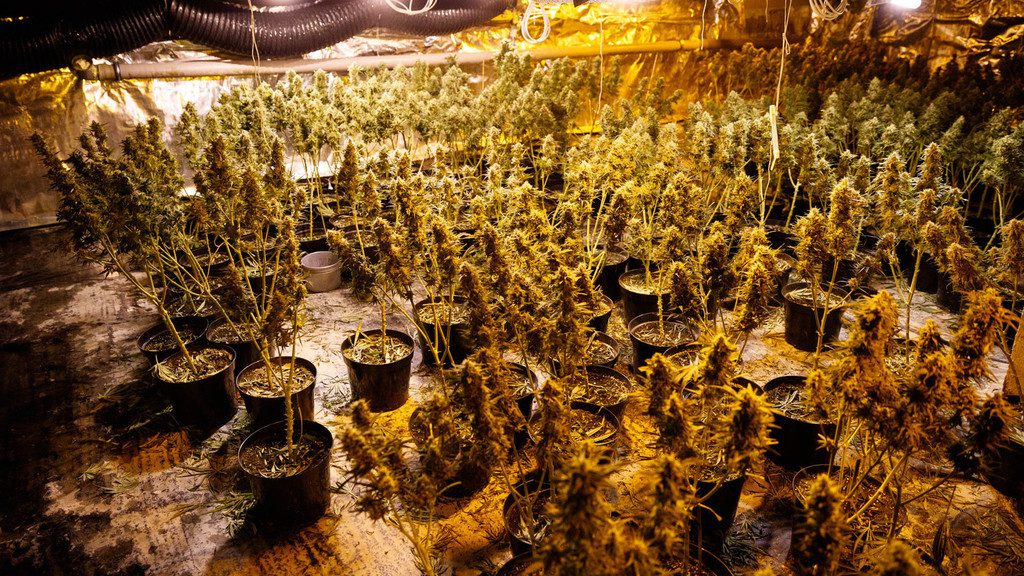 Marihuána-ültetvényre csaptak le a rendőrök - videóval