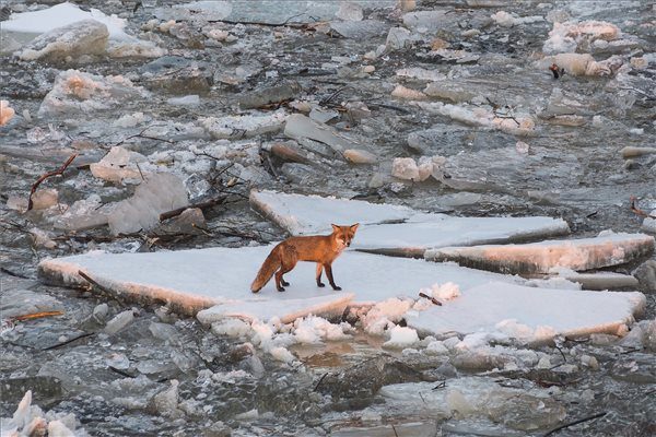 Hajókat, stégeket és vadállatokat is magával ragad a jeges ár
