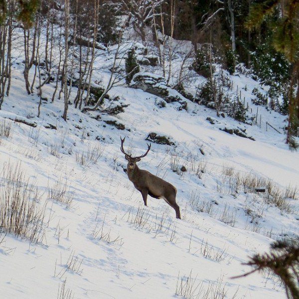 Öreg néne őzikéje – a 80 éves néni és a szarvas mesébe illő barátsága