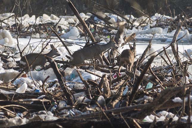 Hajókat, stégeket és vadállatokat is magával ragad a jeges ár