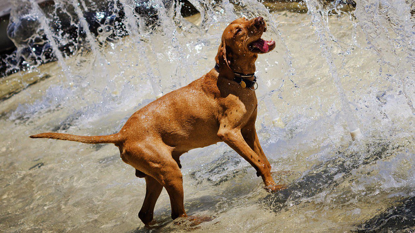 Alattomos betegségre figyelmeztetik a magyar kutyásokat