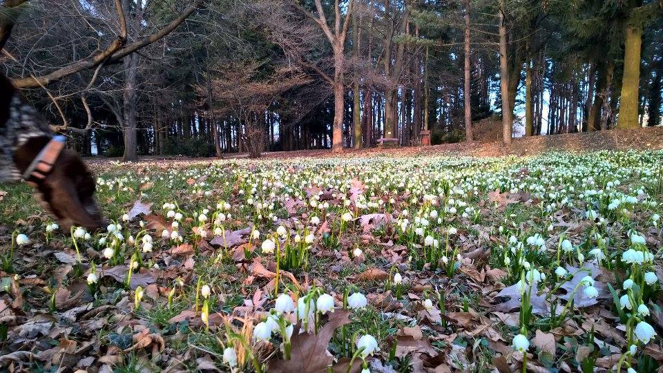Varázslatos tavaszi virágszőnyeg borította be a Kámoni Arborétumot