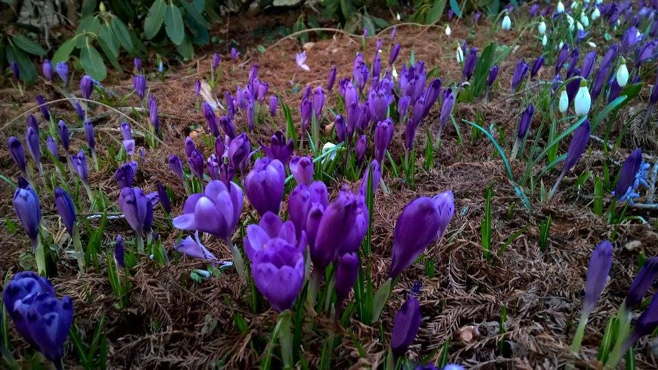 Varázslatos tavaszi virágszőnyeg borította be a Kámoni Arborétumot