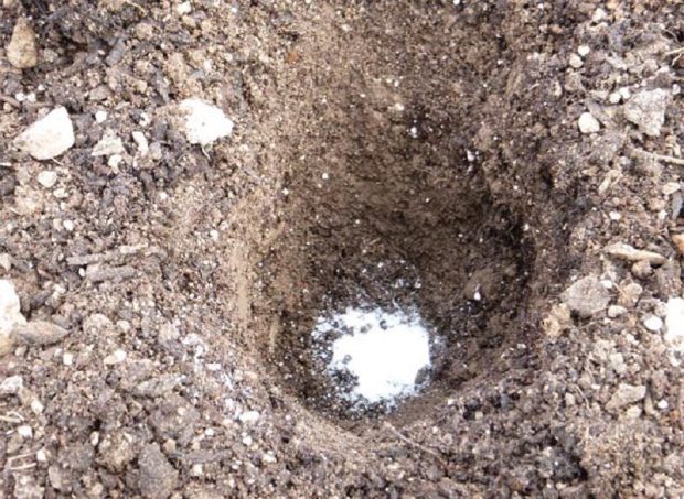 2017-ben így lesz szuper paradicsomod! 1