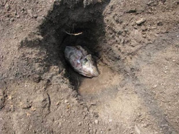 2017-ben így lesz szuper paradicsomod! 2