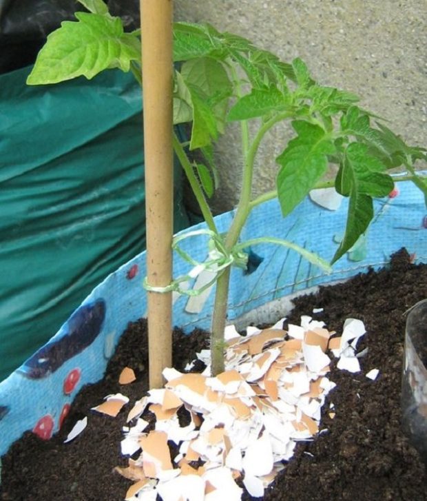 2017-ben így lesz szuper paradicsomod! 4