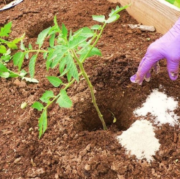 2017-ben így lesz szuper paradicsomod! 5