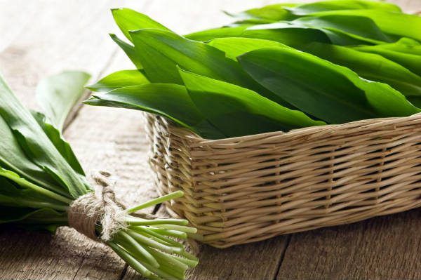 Itt a medvehagyma-szezon! Gyerünk szedni!