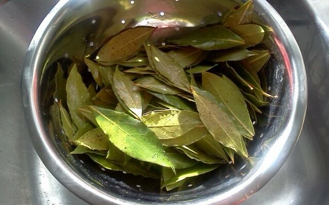 A babérlevél 8 jótékony felhasználási módja! Meg fogsz lepődni, hogy a konyhán kívül mi mindenre jó! 