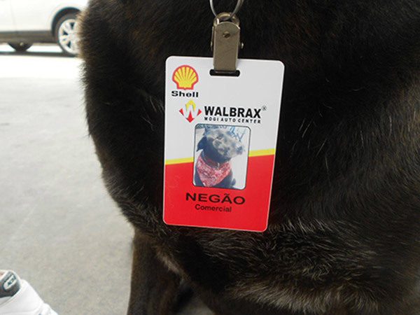 A gazda otthagyta kutyáját a benzinkútnál – hetekkel később az emberek nem hisznek a szemüknek 2