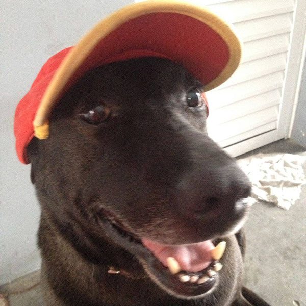 A gazda otthagyta kutyáját a benzinkútnál – hetekkel később az emberek nem hisznek a szemüknek 4