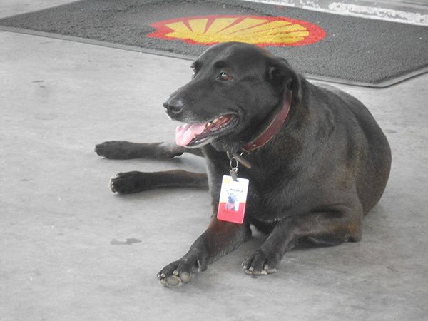 A gazda otthagyta kutyáját a benzinkútnál – hetekkel később az emberek nem hisznek a szemüknek 
