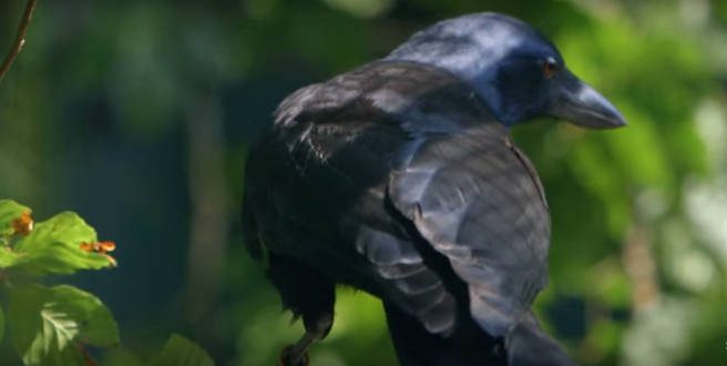 A holló észrevett egy pálcikát… 8 lépéssel később? Hihetetlen! A tudósok sokkot kaptak! - VIDEÓ