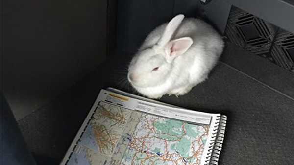 A kamionos lefékez hogy felvegye a kóbor kutyát az út szélén – de a kutya egyenesen az erdőbe vezeti őt 1