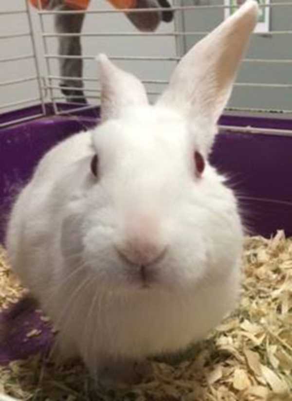 A kamionos lefékez hogy felvegye a kóbor kutyát az út szélén – de a kutya egyenesen az erdőbe vezeti őt 2