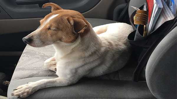 A kamionos lefékez hogy felvegye a kóbor kutyát az út szélén – de a kutya egyenesen az erdőbe vezeti őt