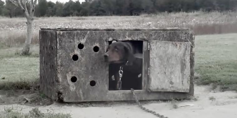 A kutya egész életében meg volt láncolva- nézze hogy viselkedik most, mikor végre szabad - VIDEÓ
