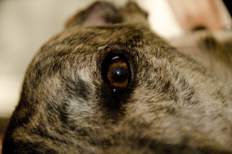 A kutya minden éjszaka órákig bámulta a gazdáit. Amikor kiderült, hogy az előző gazdája mit tett vele, elsírták magukat 1