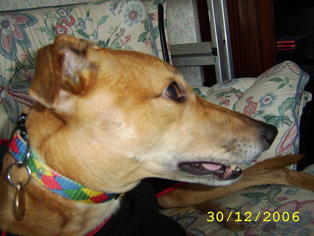 A kutya minden éjszaka órákig bámulta a gazdáit. Amikor kiderült, hogy az előző gazdája mit tett vele, elsírták magukat 2