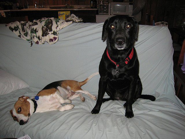 A kutya minden éjszaka órákig bámulta a gazdáit. Amikor kiderült, hogy az előző gazdája mit tett vele, elsírták magukat 3