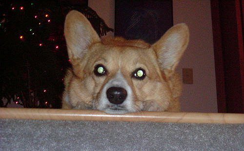 A kutya minden éjszaka órákig bámulta a gazdáit. Amikor kiderült, hogy az előző gazdája mit tett vele, elsírták magukat