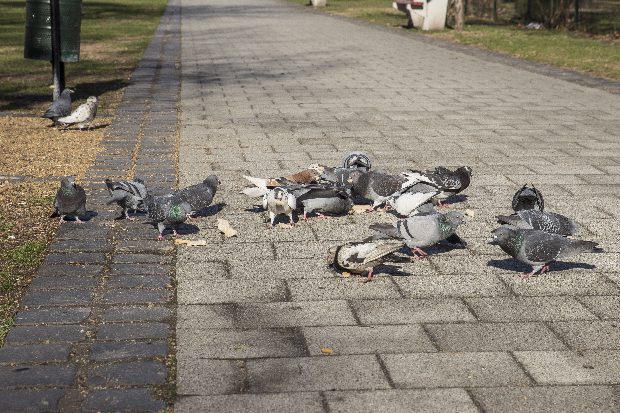 Ez drága mulatság lesz ez a szabálysértés ötvenezer forintba kerülhet 1