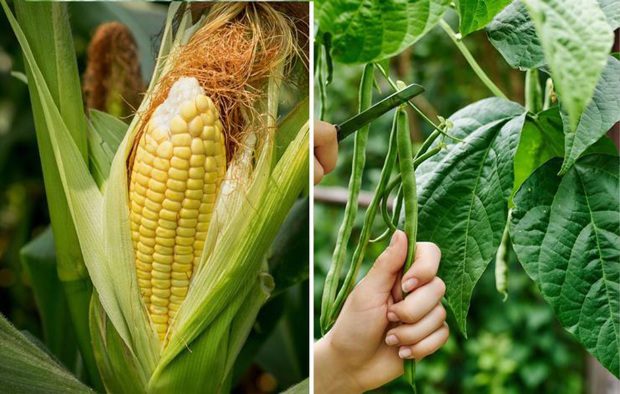 Ezt a 10 növényt jó, ha együtt ülteted el a kertben 3