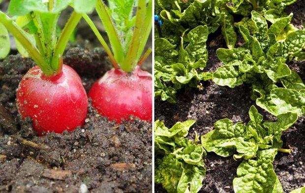 Ezt a 10 növényt jó, ha együtt ülteted el a kertben 4