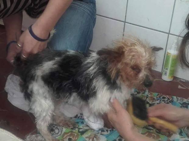 Hét év után kapta vissza ellopott kutyáját az idős magyar bácsi 1