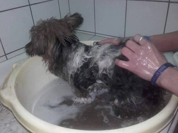 Hét év után kapta vissza ellopott kutyáját az idős magyar bácsi