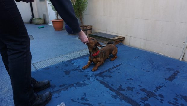 Hihetetlen képesség Jelnyelven kommunikál a süket magyar tacskó 1