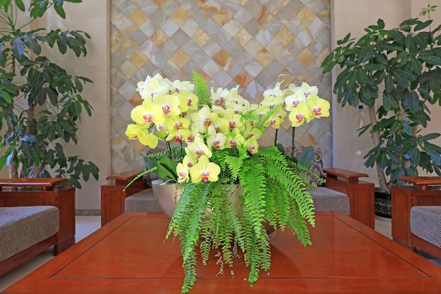 Így ültesd át az orchideáidat, hogy gyorsan virágba boruljanak 4
