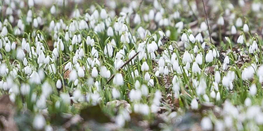 Itt a tavasz! Újra nyílnak a hóvirágok Alcsúton!