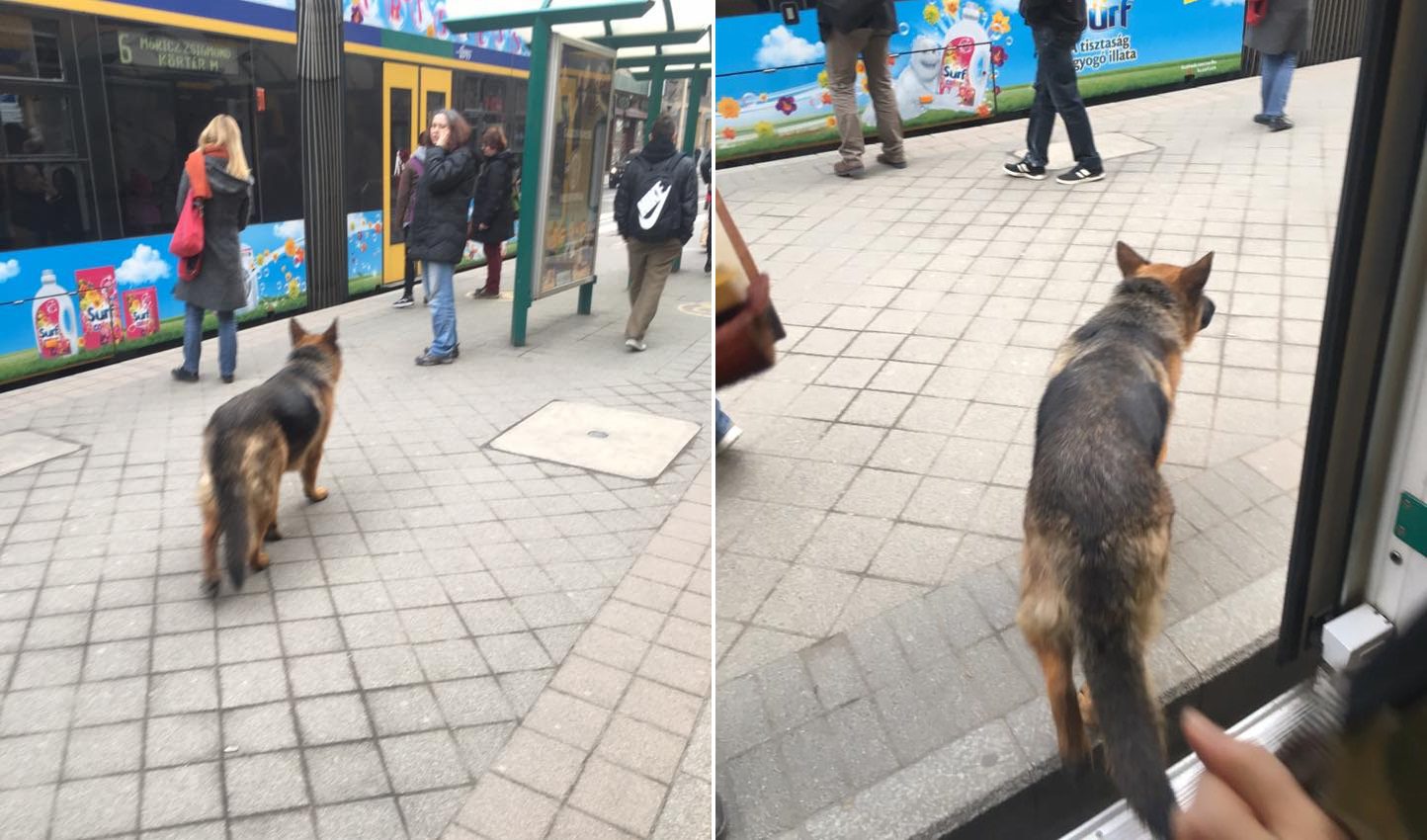 Magányosan villamosozott egy kutya Budapesten