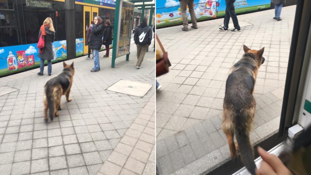 Meglett a magányosan villamosozó budapesti kutya gazdája