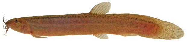 Műteni kellett a részeg férfit rektálisan helyezett magába élő halakat 2