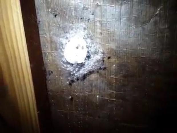 Rémálomba illő pók lapult a család kamrájában