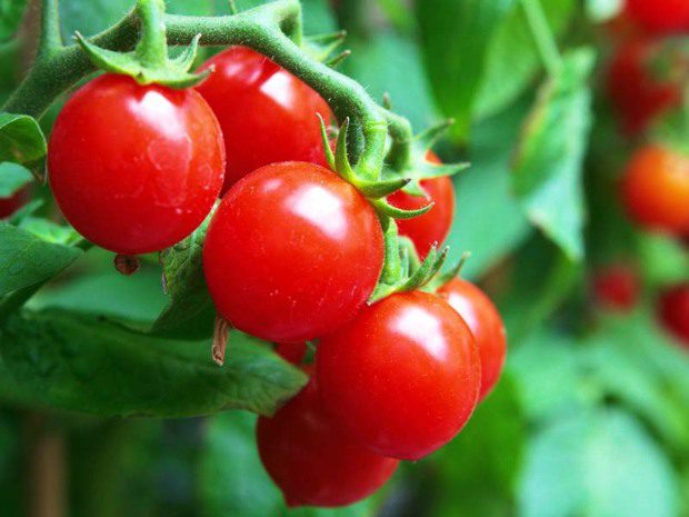 Robban a szódabikarbóna-bomba! Eszméletlen, mire jó a kertedben! 5