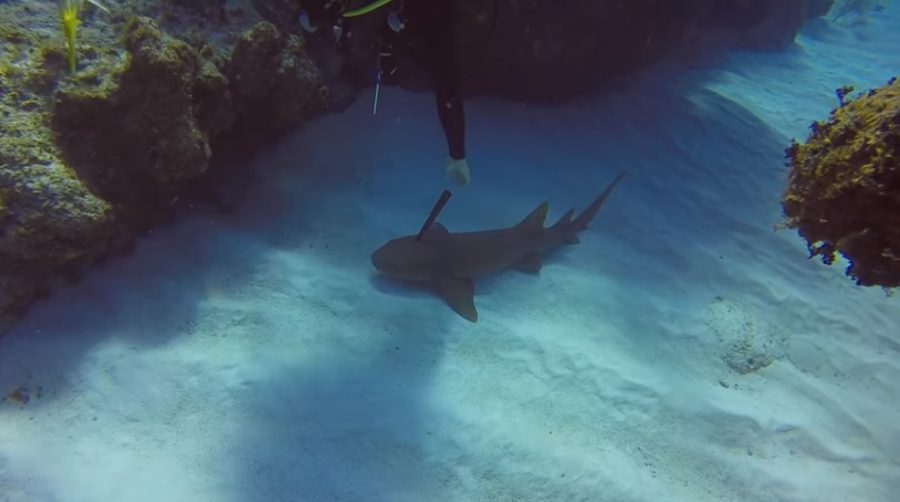 Segítséget kért a cápa egy búvártól, mert egy 30 centis kés állt ki a fejéből