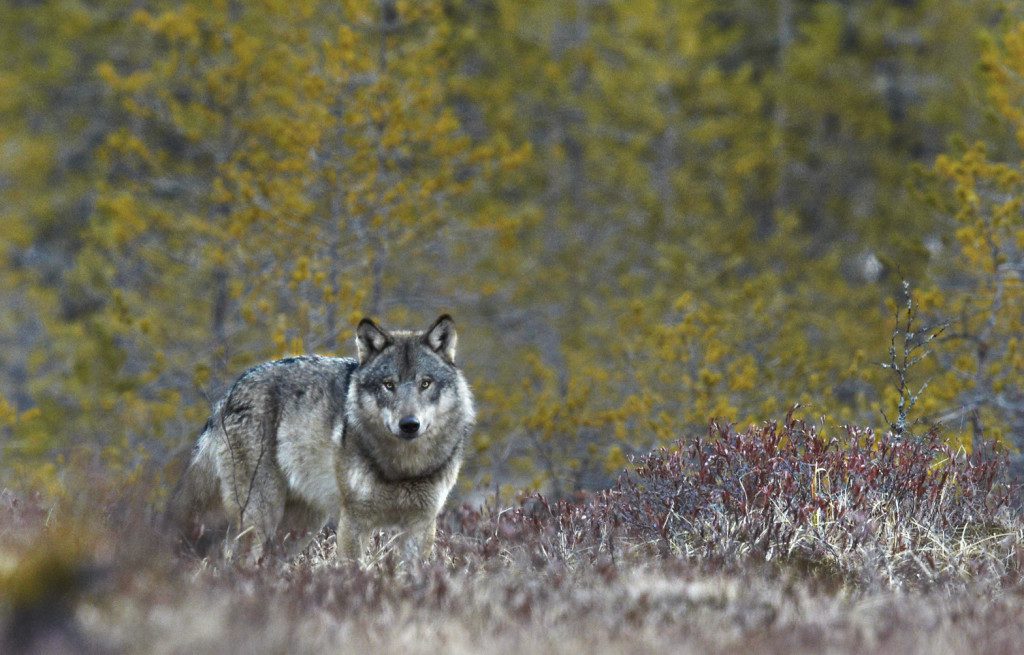 Támadnak a farkasok, és nem lehet védekezni