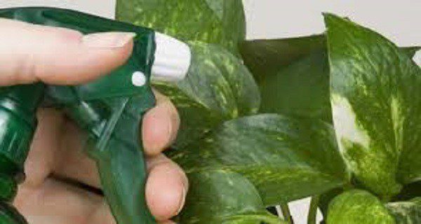 Tegyél egy kiskanállal ebből a növényeidre, aztán csak figyeld, mi történik!