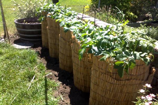 Zseniális megoldás! Így termessz végtelen mennyiségű burgonyát a lehető legkisebb helyen!