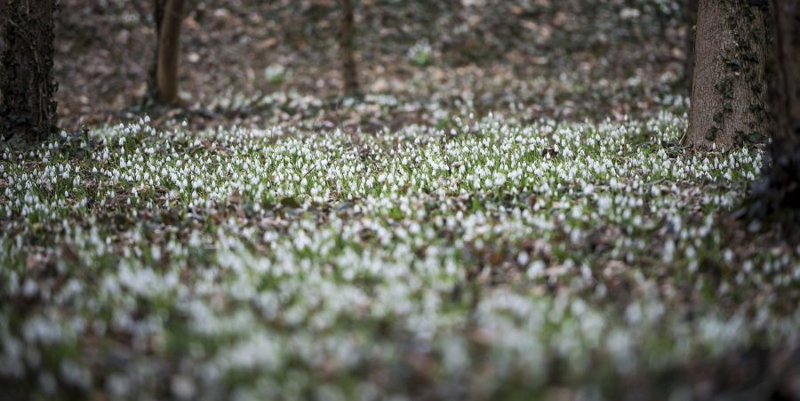 Itt a tavasz! Újra nyílnak a hóvirágok Alcsúton!