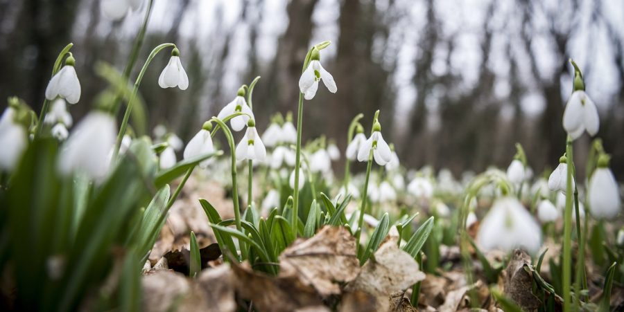 Itt a tavasz! Újra nyílnak a hóvirágok Alcsúton!
