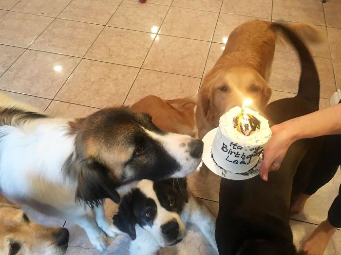 Ez a jószívű férfi folyamatosan kidobott állatokat fogad örökbe