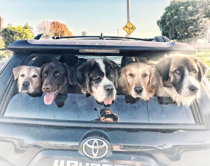 Ez a jószívű férfi folyamatosan kidobott állatokat fogad örökbe