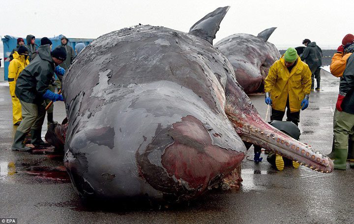 29 ámbráscetet találtak holtan, az Északi-tenger partjainál… amit a gyomrukban találtak, az ennél is félelmetesebb! 1
