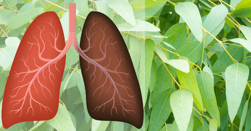9 növény, ami visszafordítja a tüdő károsodását, megvéd a fertőzéstől, és segíti a tüdő működését