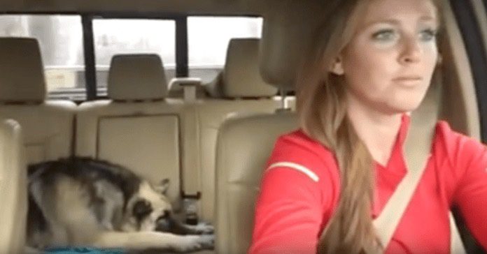 A kutya a hátsó ülésen alszik, amikor a lány kedvenc dalát játsszák a rádióban - VIDEÓ